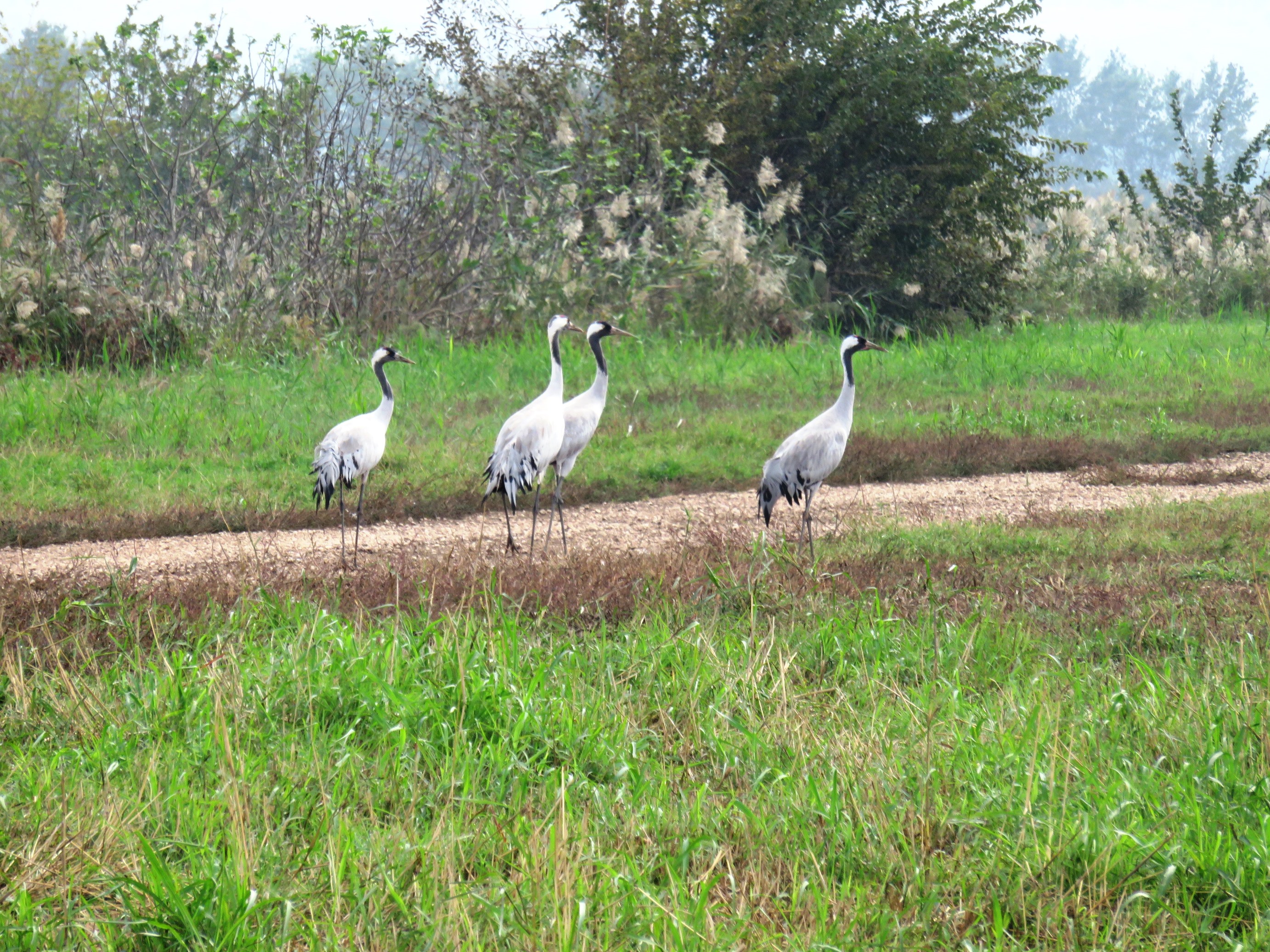 Wildlife of Israel - Wikipedia