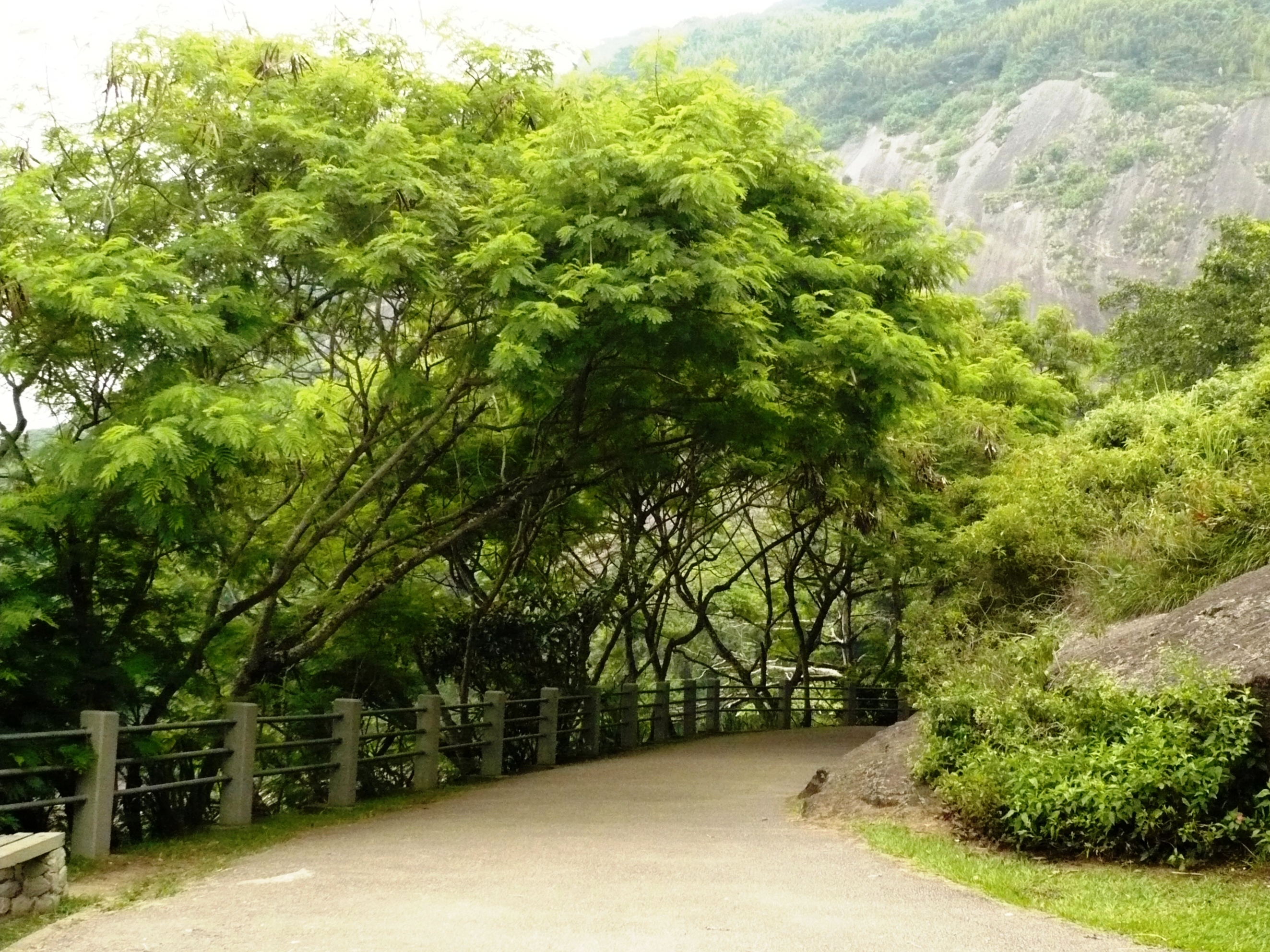 Aves e Árvores: Visita à Pista Claudio Coutinho no Morro da Urca (RJ):  paraíso do Tiê-Sangue e outras aves