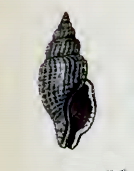 <i>Pleurotomella hayesiana</i> Species of gastropod