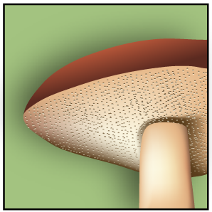 File:Pores icon.png