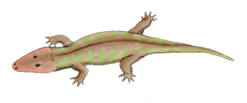 File:Rhinesuchus BW.jpg