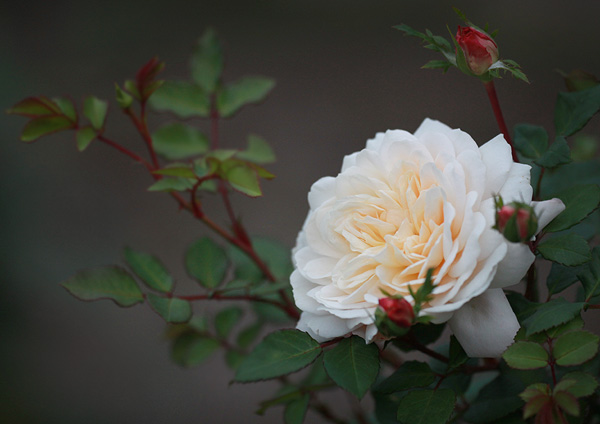 Rosa-'Crocus-Rose'