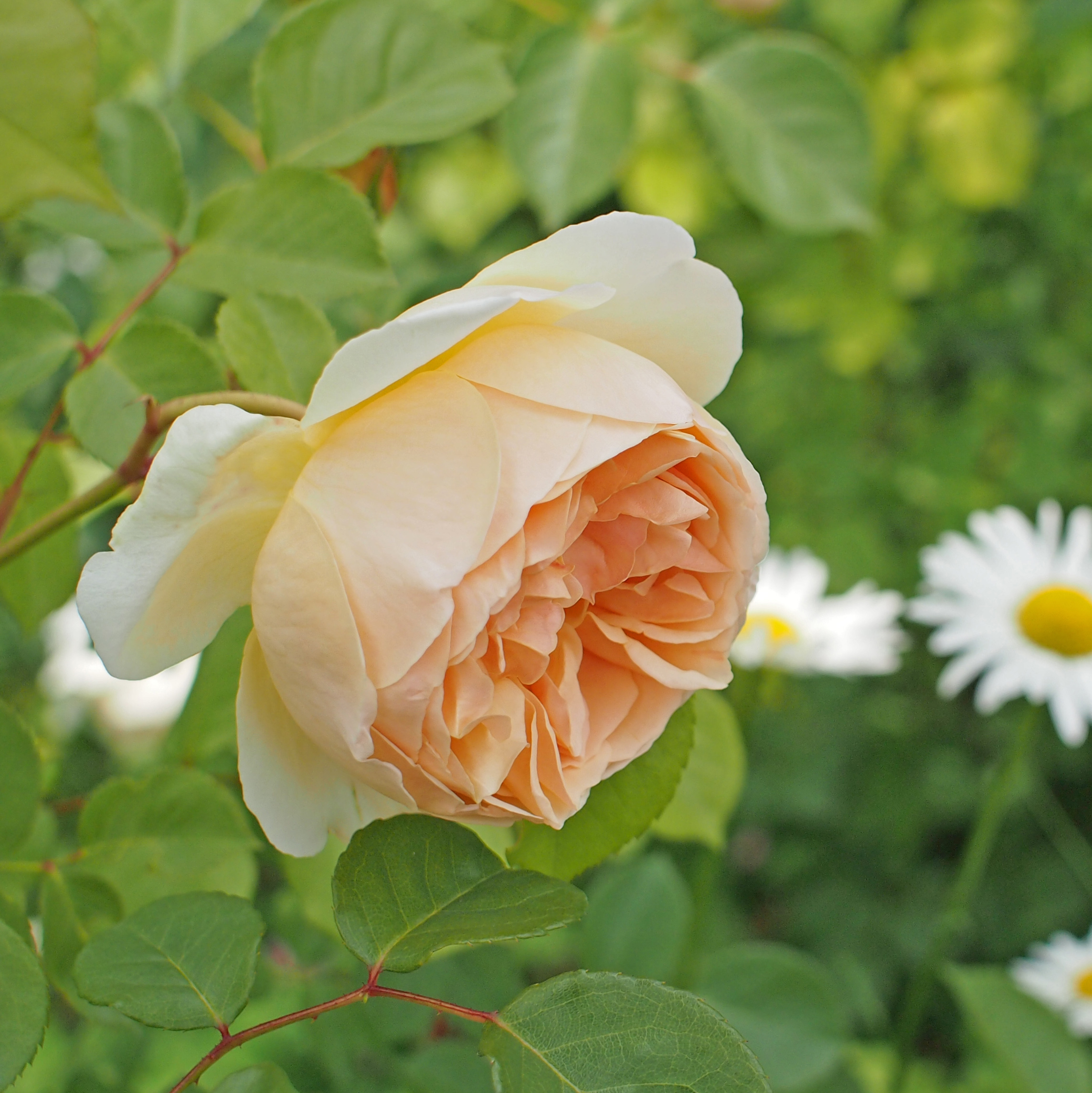 File Rose Jude The Obscure バラ ジュード ジ オブスキュア Cropped Jpg Wikimedia Commons
