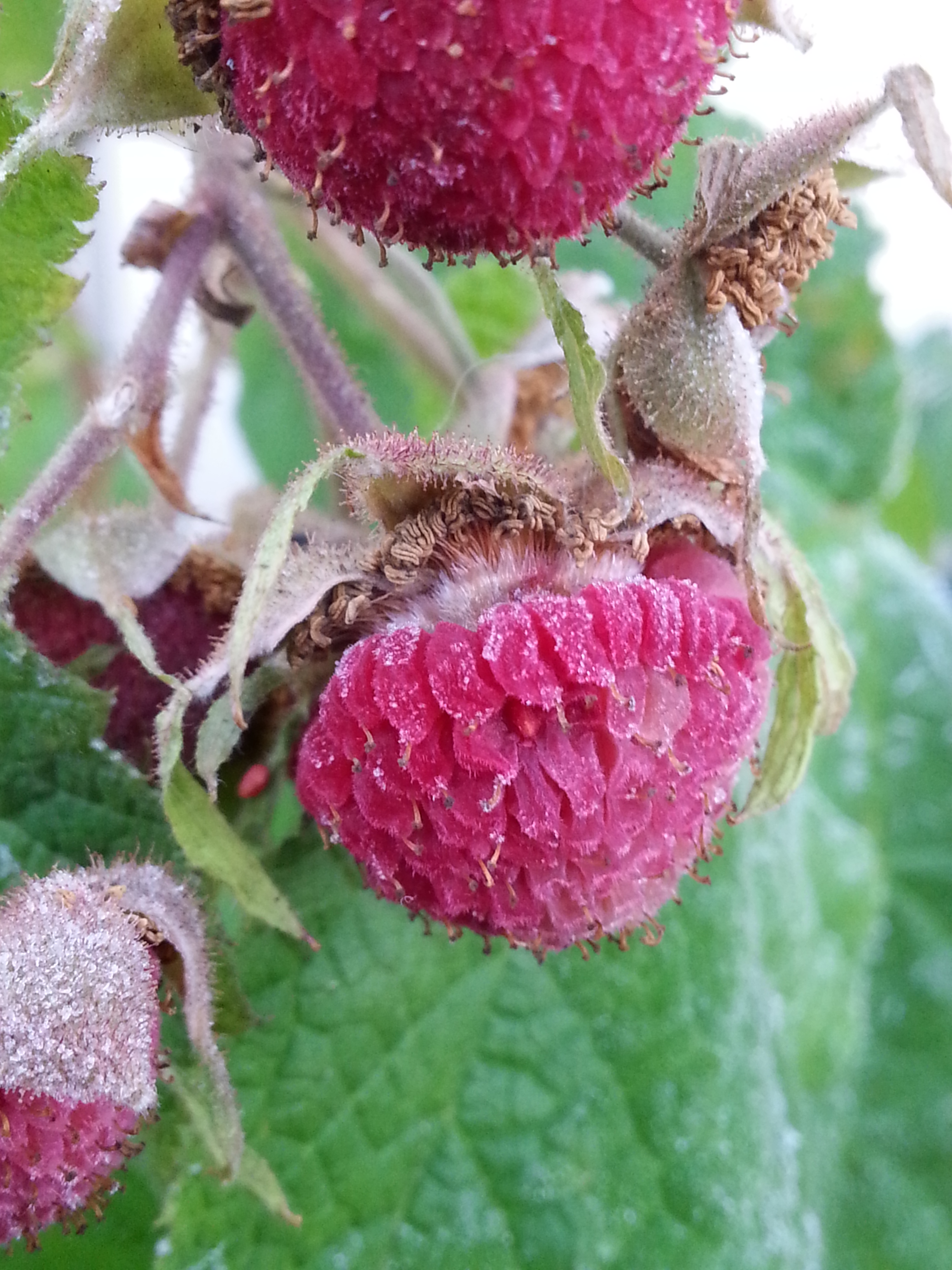 Клен малина душистая Rubus odoratus