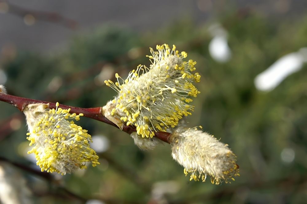 Salix caprea РїР»РѕРґС‹