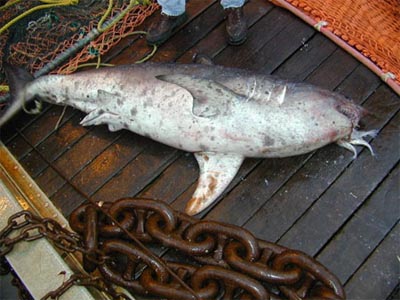 shark bycatch