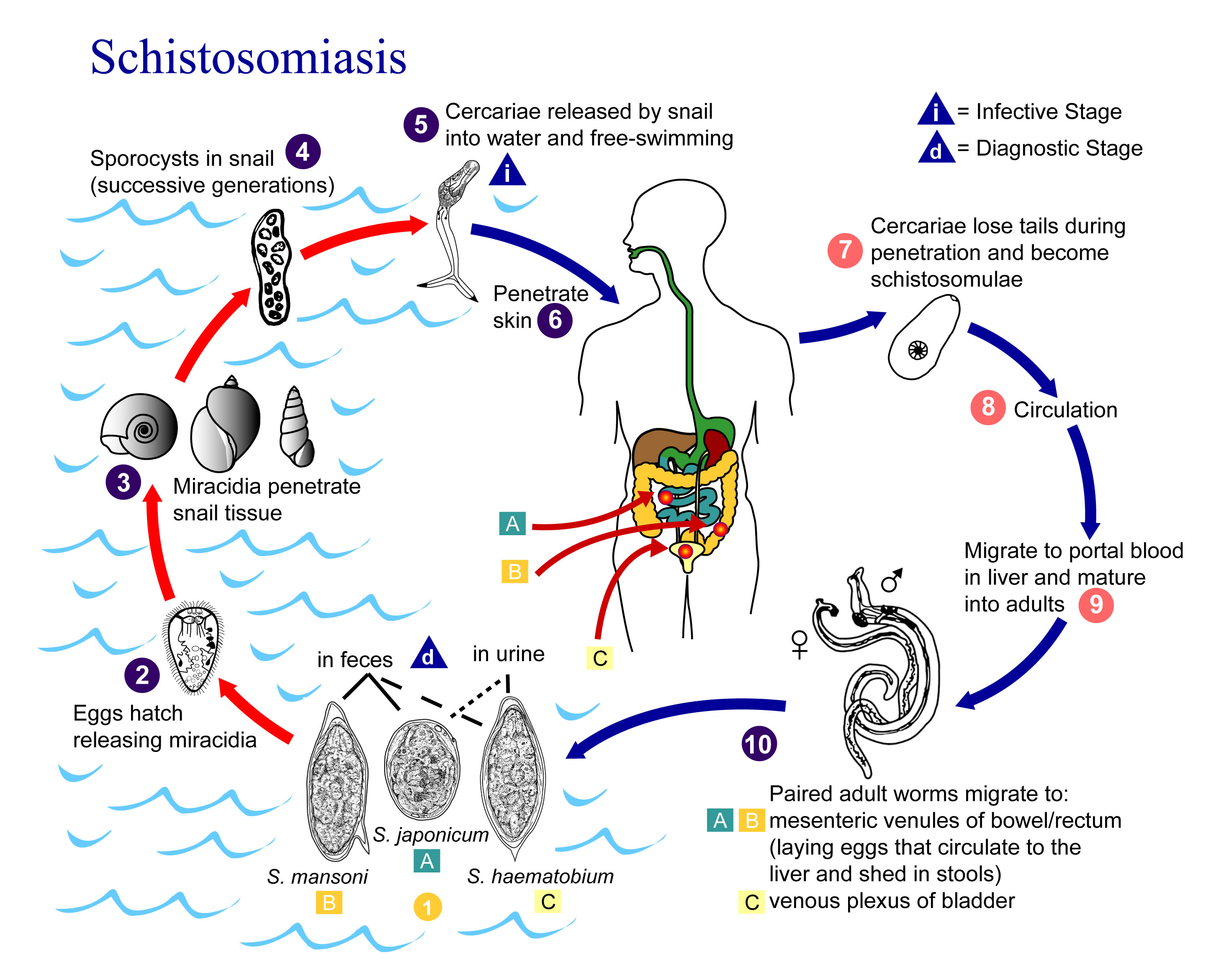 schistosome paraziták
