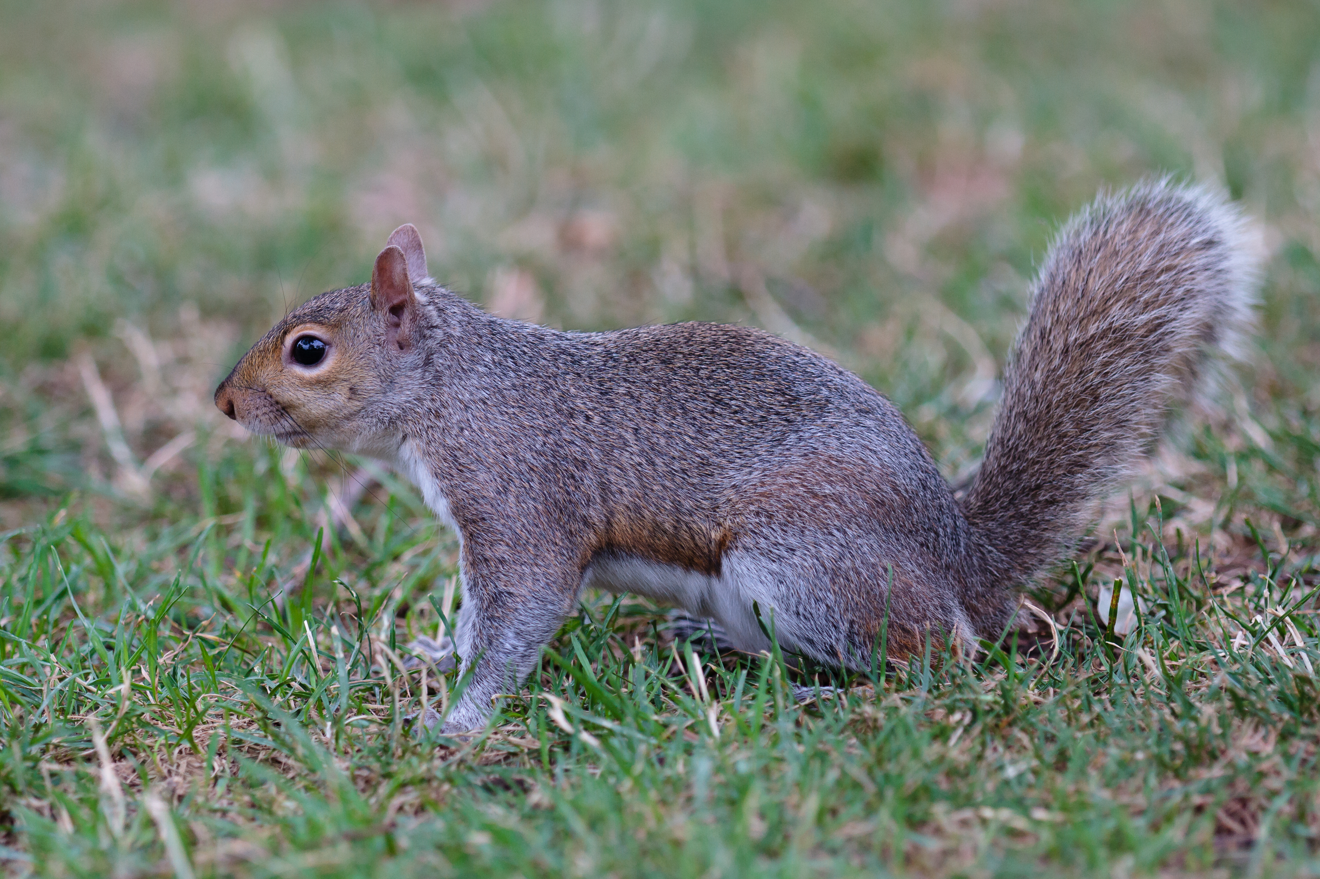 Sciurus carolinensis Grey