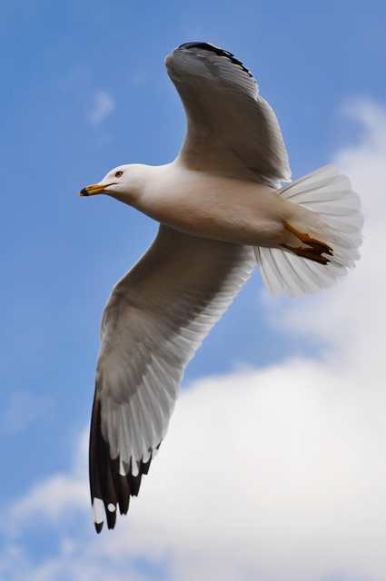 Seagull in flight