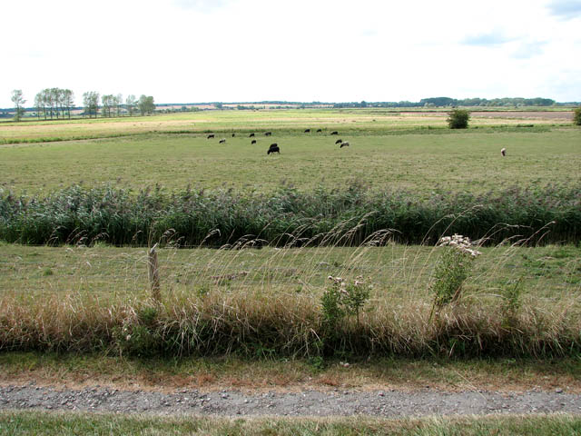 File:Sheep grazing in Langley Marshes - geograph.org.uk - 1468142.jpg