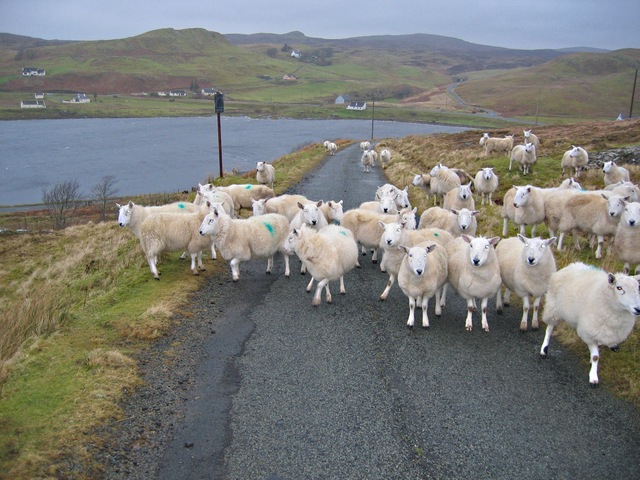 File:Sheep in winter - geograph.org.uk - 671481.jpg