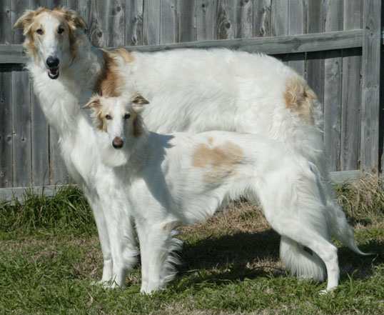 File:Silken Windhound and Borzoi (Kal tyler).jpg