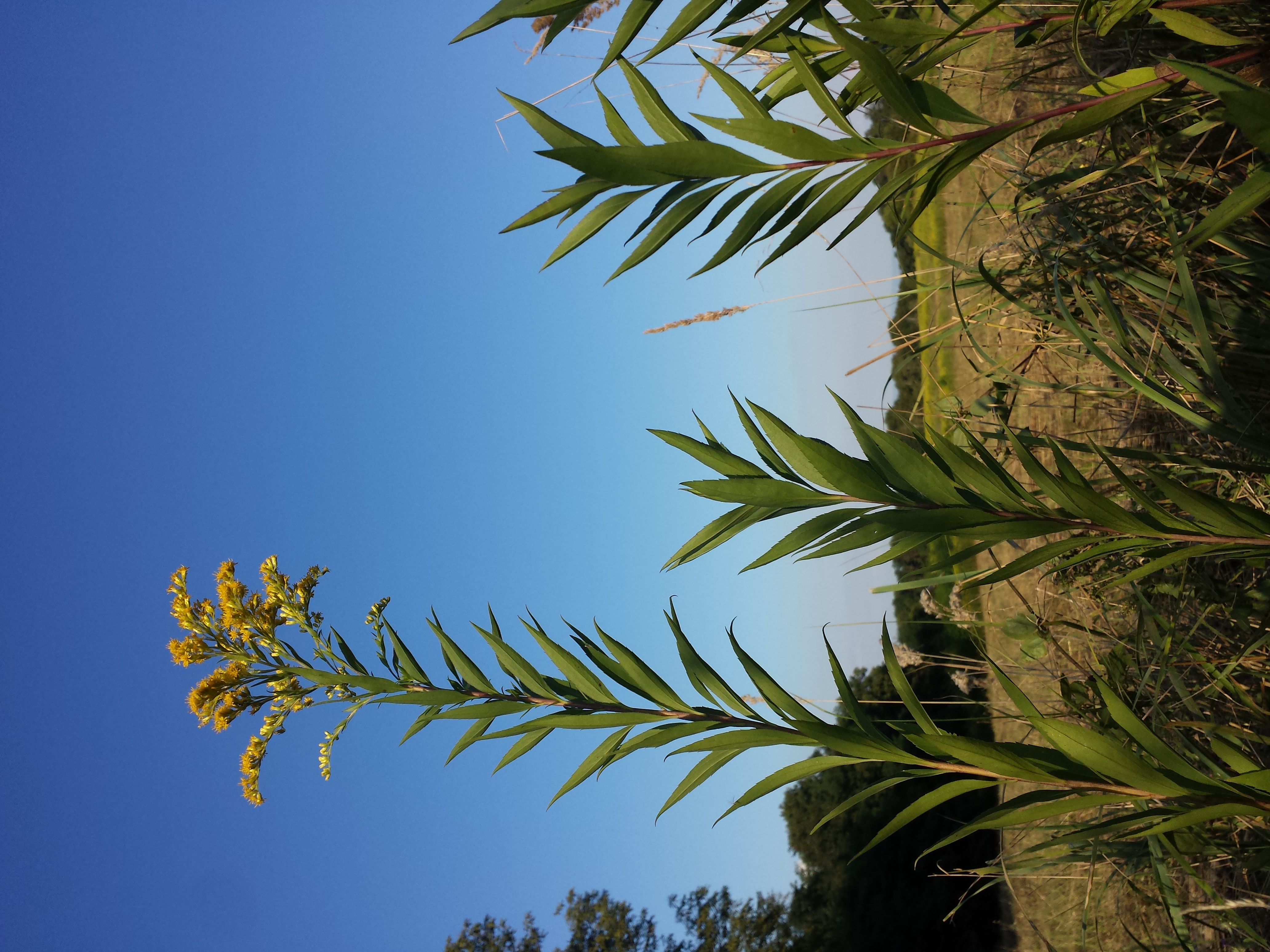 Solidago gigantea