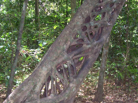 File:Strangler Fig Cape Tribulation.jpg