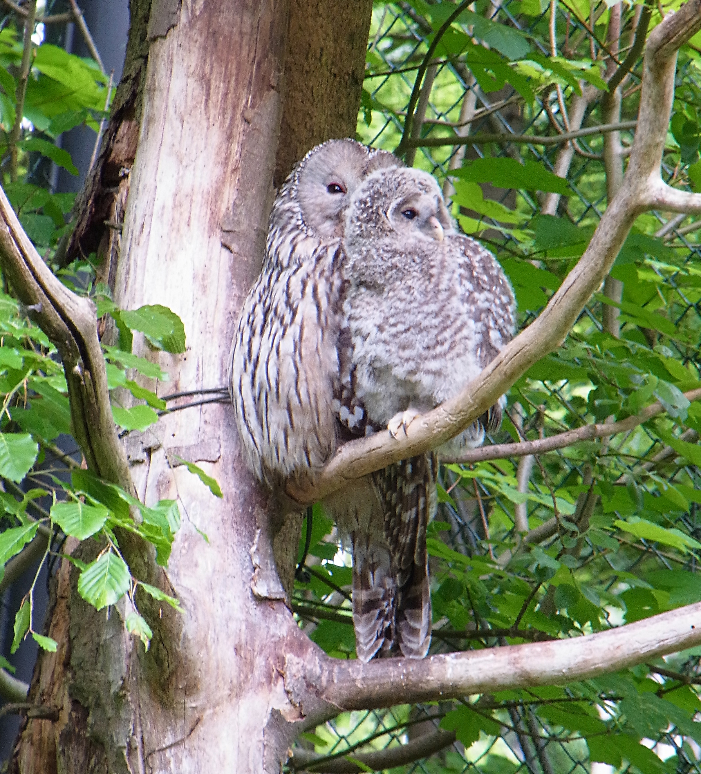 Strix Uralensis Wikimedia Commons