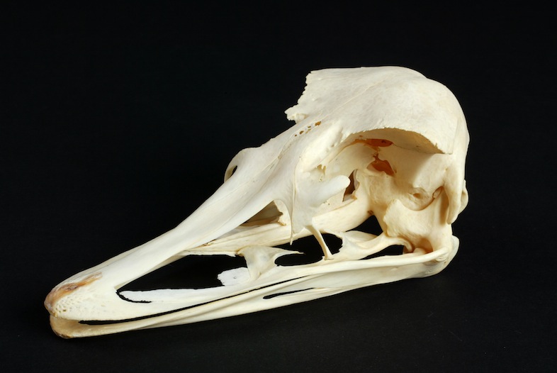 Datei:The Childrens Museum of Indianapolis - Ostrich skull.jpg