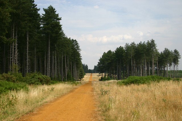 The King's Forest - geograph.org.uk - 205853