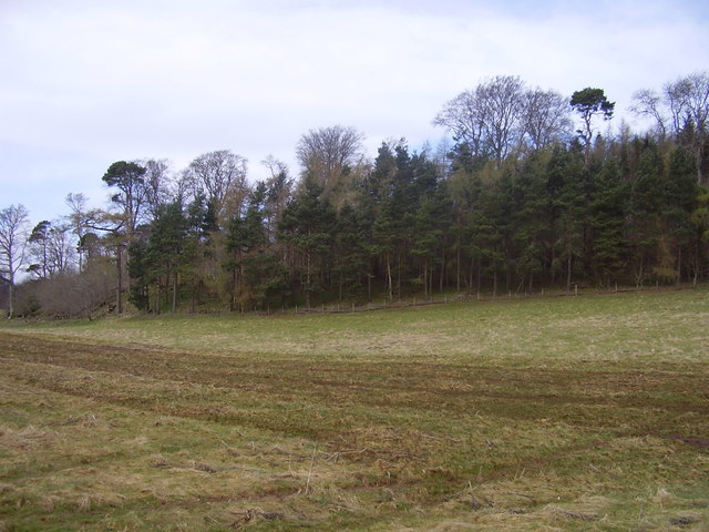 File:Thicket of trees - geograph.org.uk - 762994.jpg