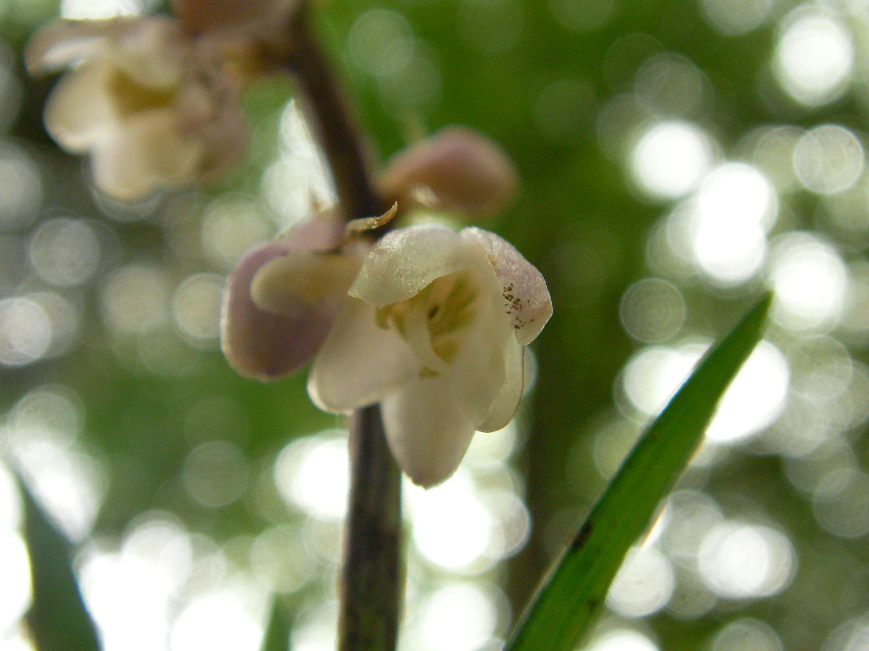 File オオバジャノヒゲ 大葉蛇の髭 Ophiopogon Planiscapus 花 Jpg Wikimedia Commons