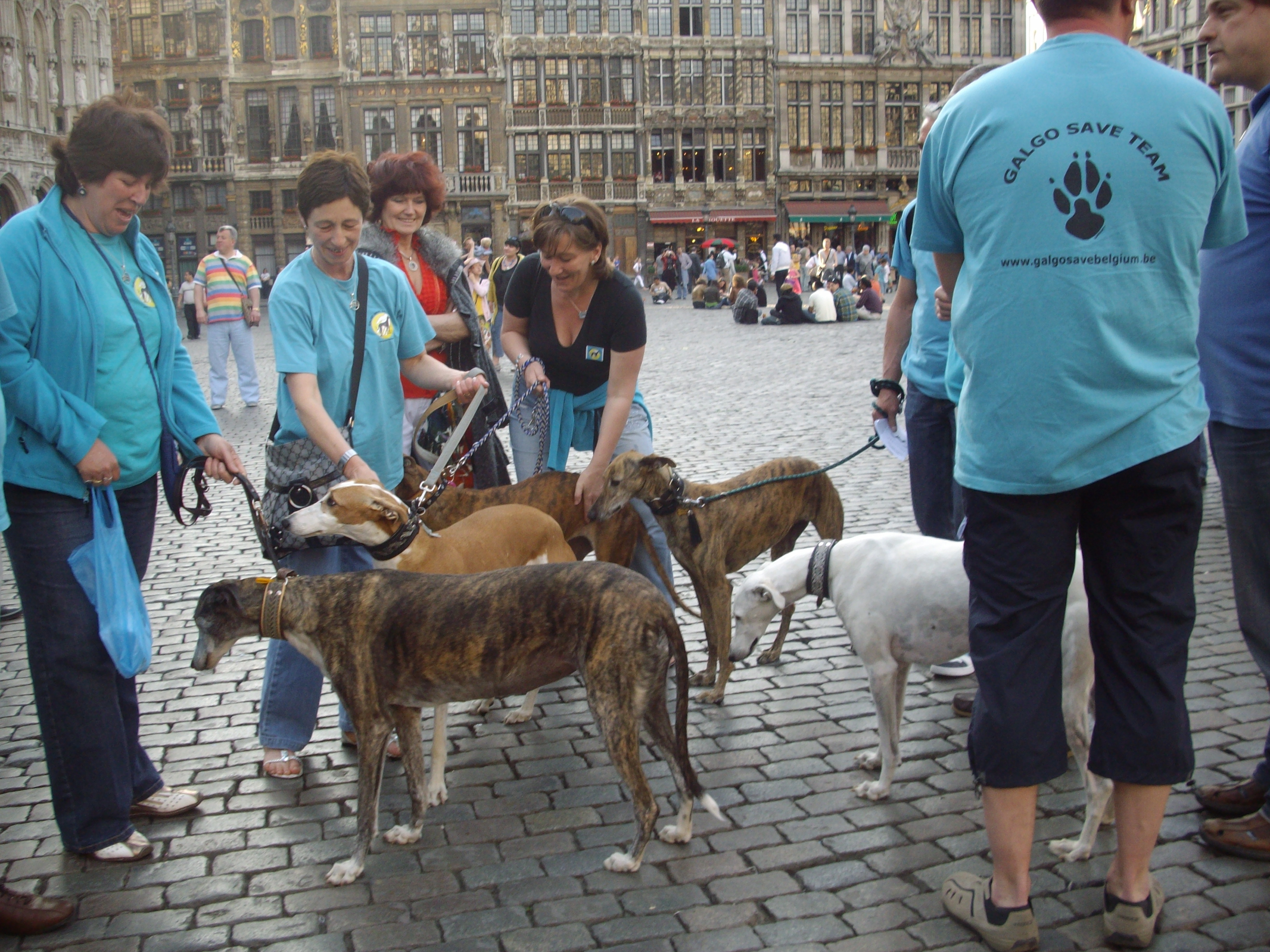 image viajar con tu perro 'Retired racing greyhounds' at Grand Place in Brussels.