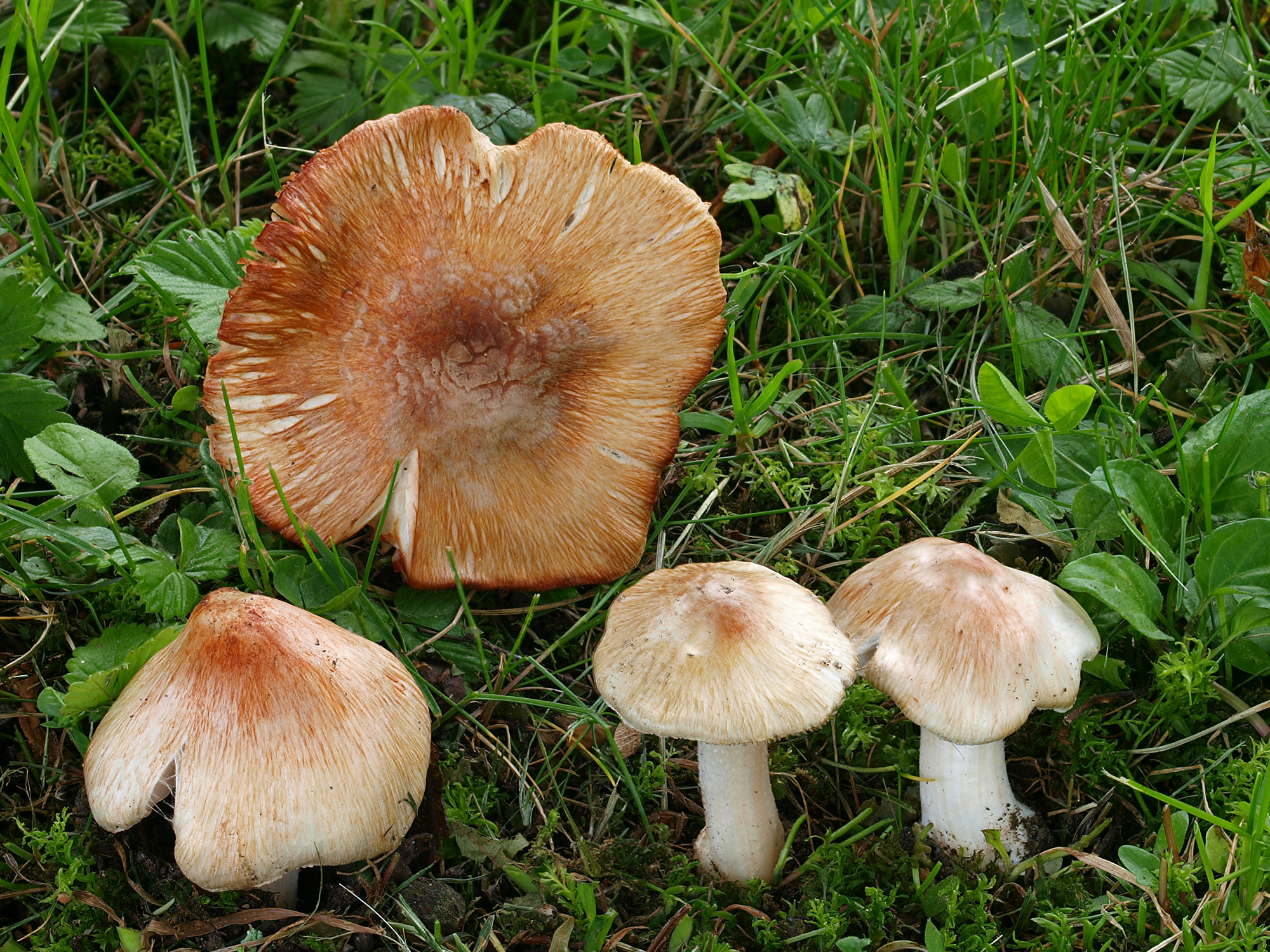 Shiitake - Wikipedia