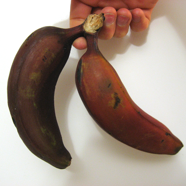 File:Banana.png - Wikipedia