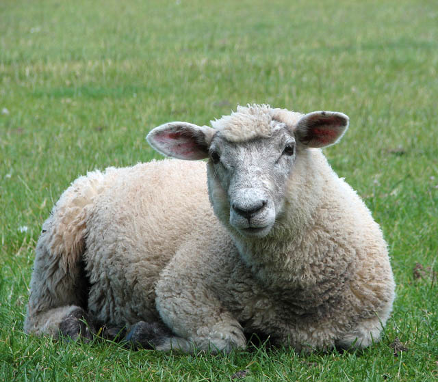 File:A lamb at rest - geograph.org.uk - 1355695.jpg