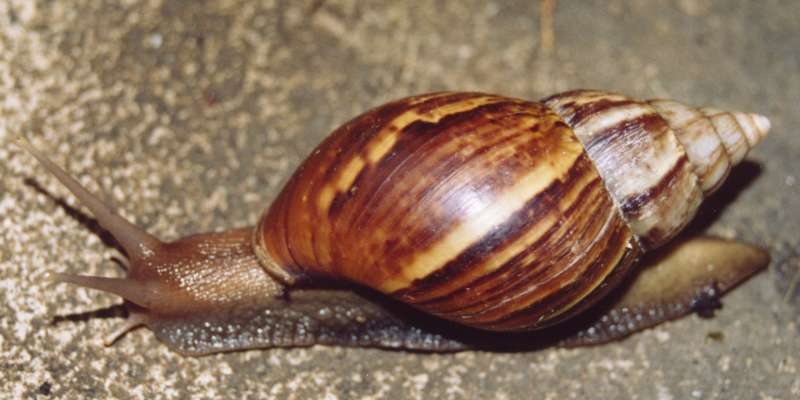 L'escargot géant africain dévore tout sur son passage, des plantes aux  maisons