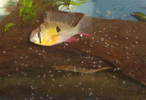 File:Altispinosus female fry.jpg