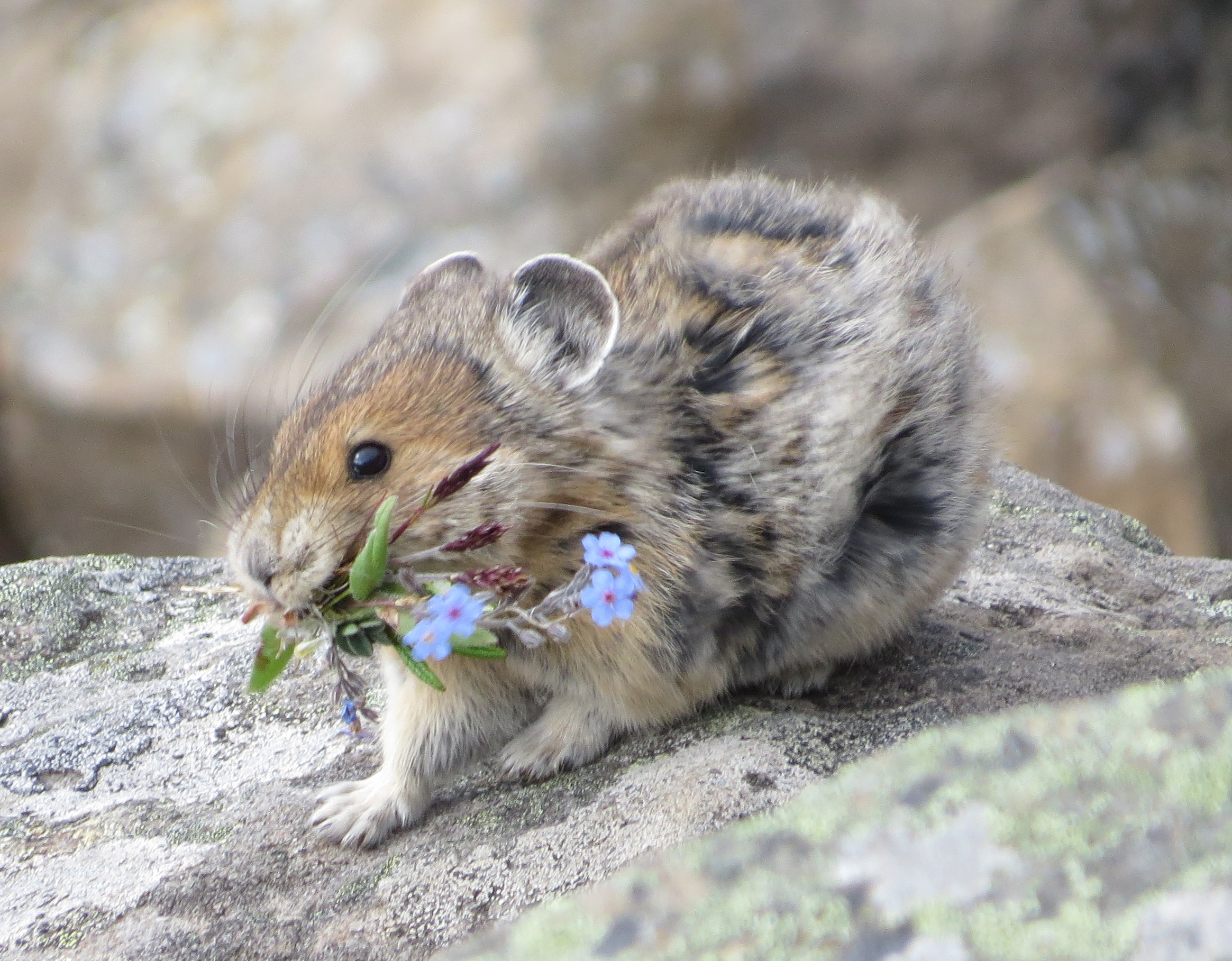 Pika Wikiwand