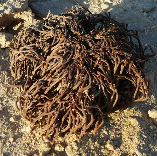 Rosa di gerico (selaginella lepidophylla), altri nomi comuni