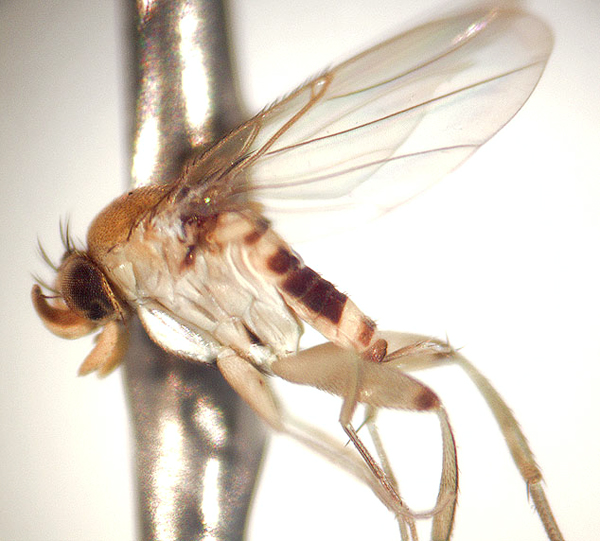 File:Apocephalus(Mesophora) longistylus, male.jpg