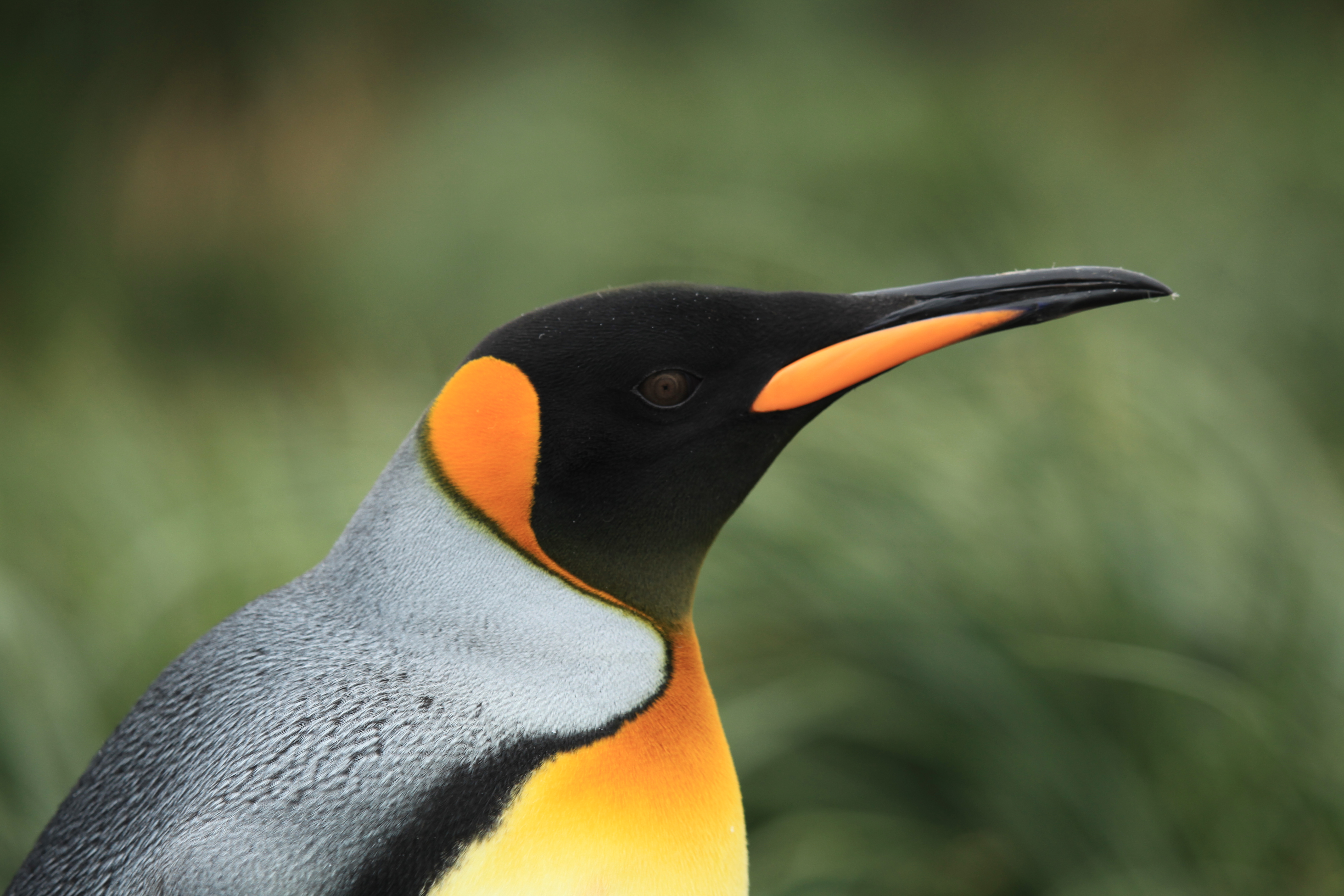 Birds wiki. Aptenodytes patagonicus patagonicus. Оранжевый Пингвин. Пингвин с оранжевым пингвином. Пингвины с оранжевой шеей.