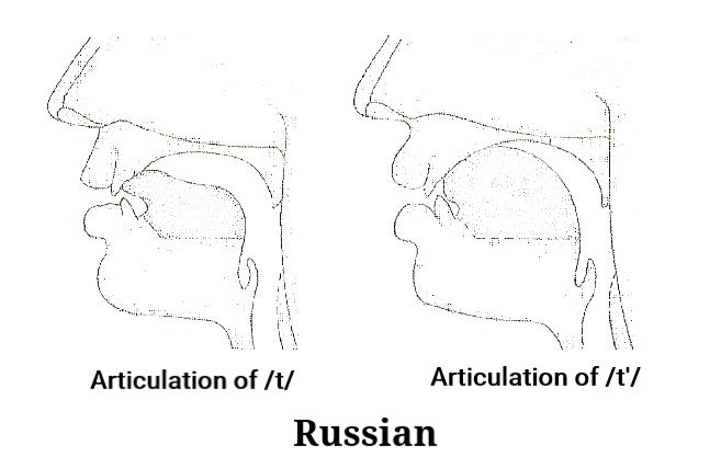 File:Articulation of t and tʲ in Russian.jpg