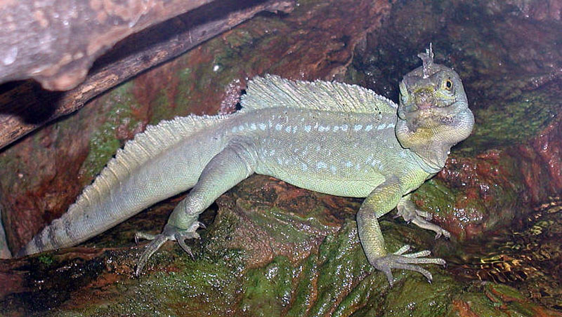 File:Basiliscus plumifrons1.jpg