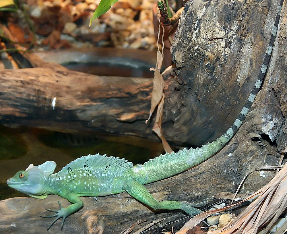 File:Basiliscus plumifrons 1zz.jpg - Wikimedia Commons