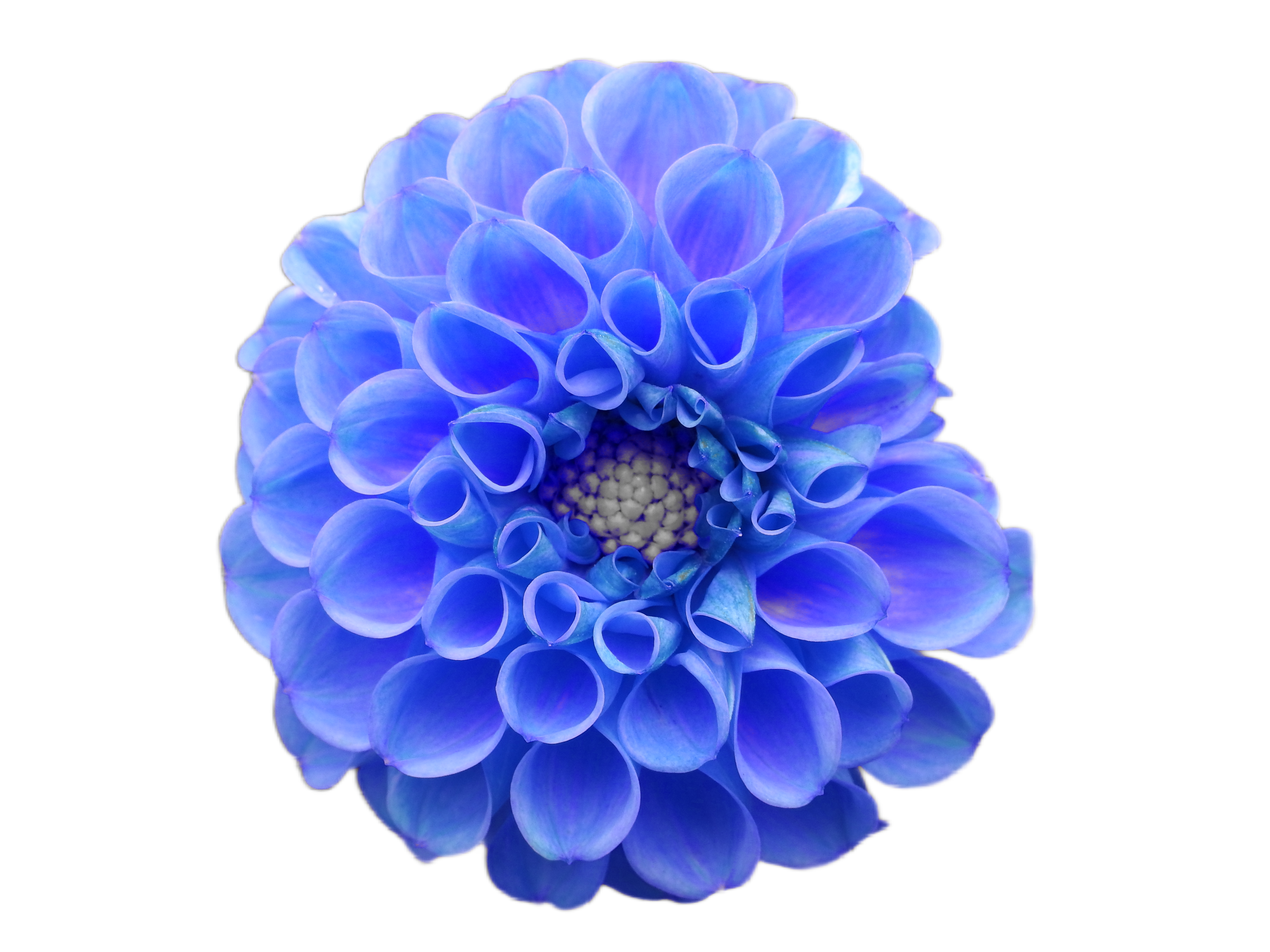 File:Blue Flower Transparent  - Wikimedia Commons