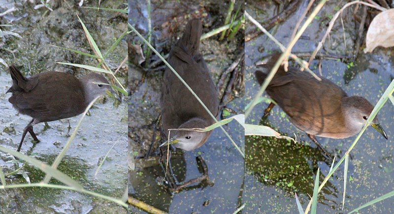 File:Brown Crake I copy.jpg