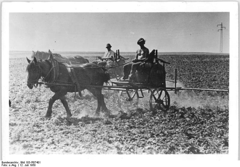 File:Bundesarchiv Bild 183-R87401, Kartoffelkäferbekämpfung.jpg