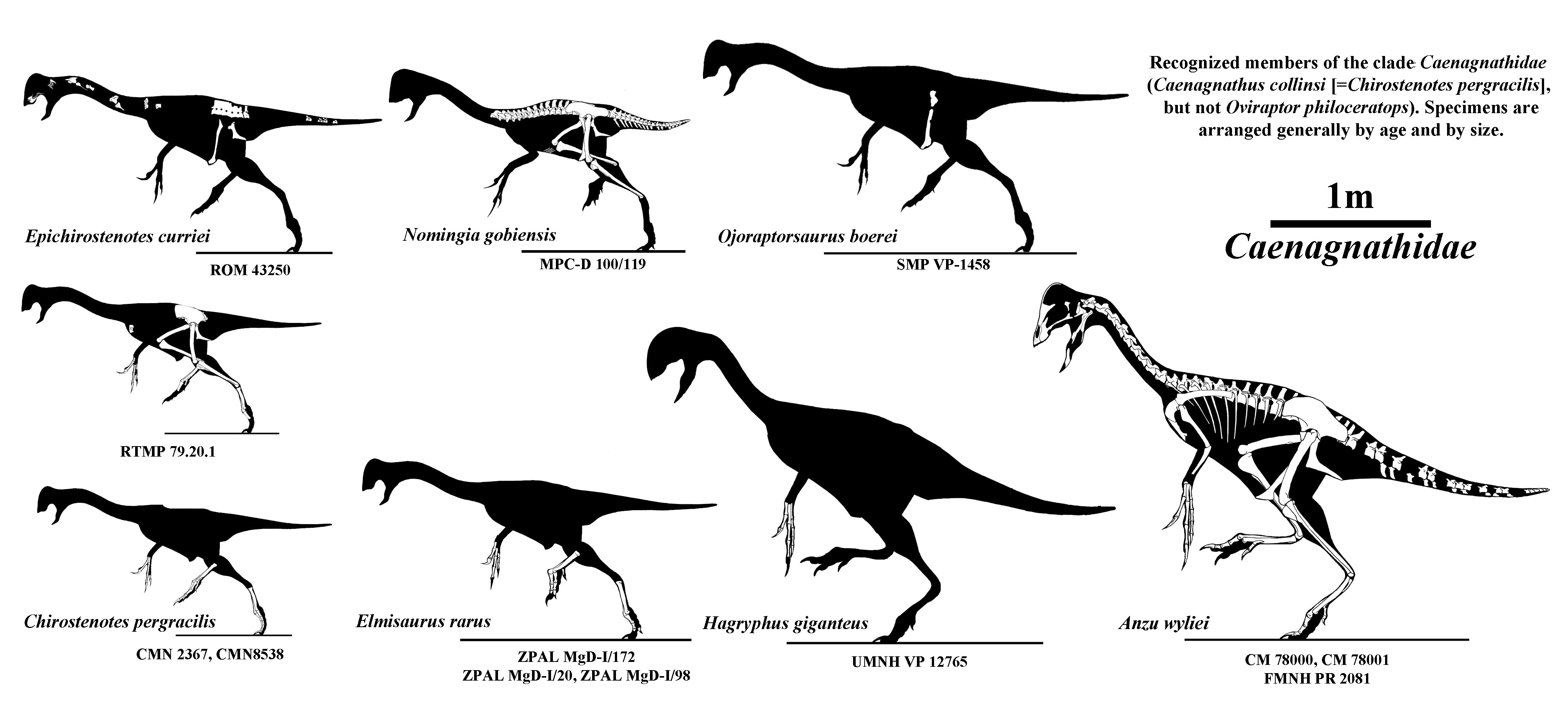 Caenagnathidae.jpg