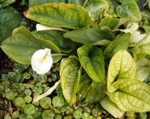 File:Callopsis volkensii HabitusInflorescence BotGardBln0906c.jpg