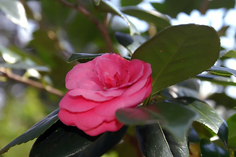 File:Camellia japonica Bette Sette  - Wikimedia Commons