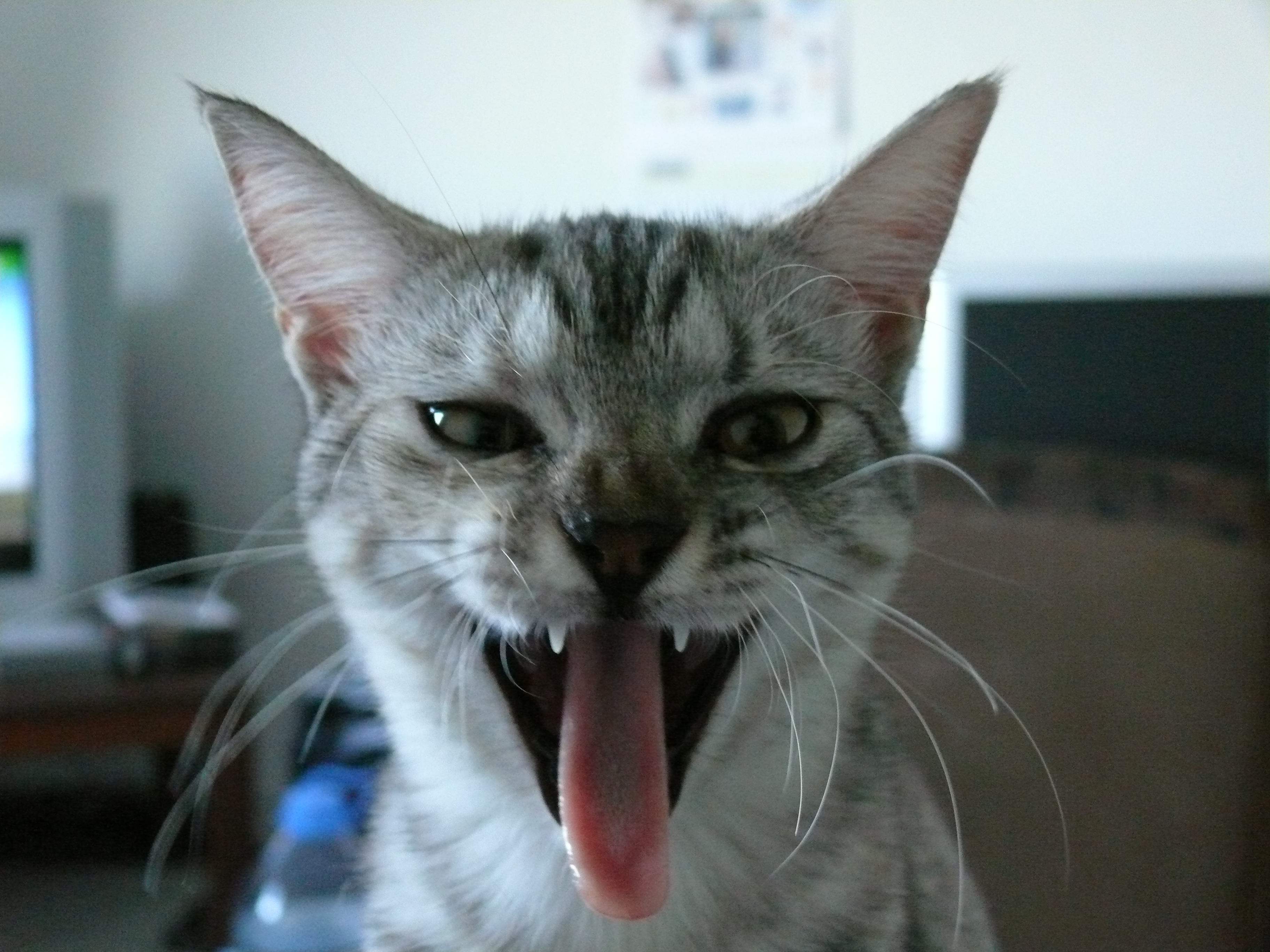 Cat Tongue Teeth Yawn 