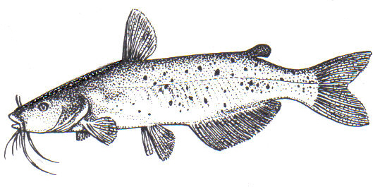File:Catfish (PSF).jpg