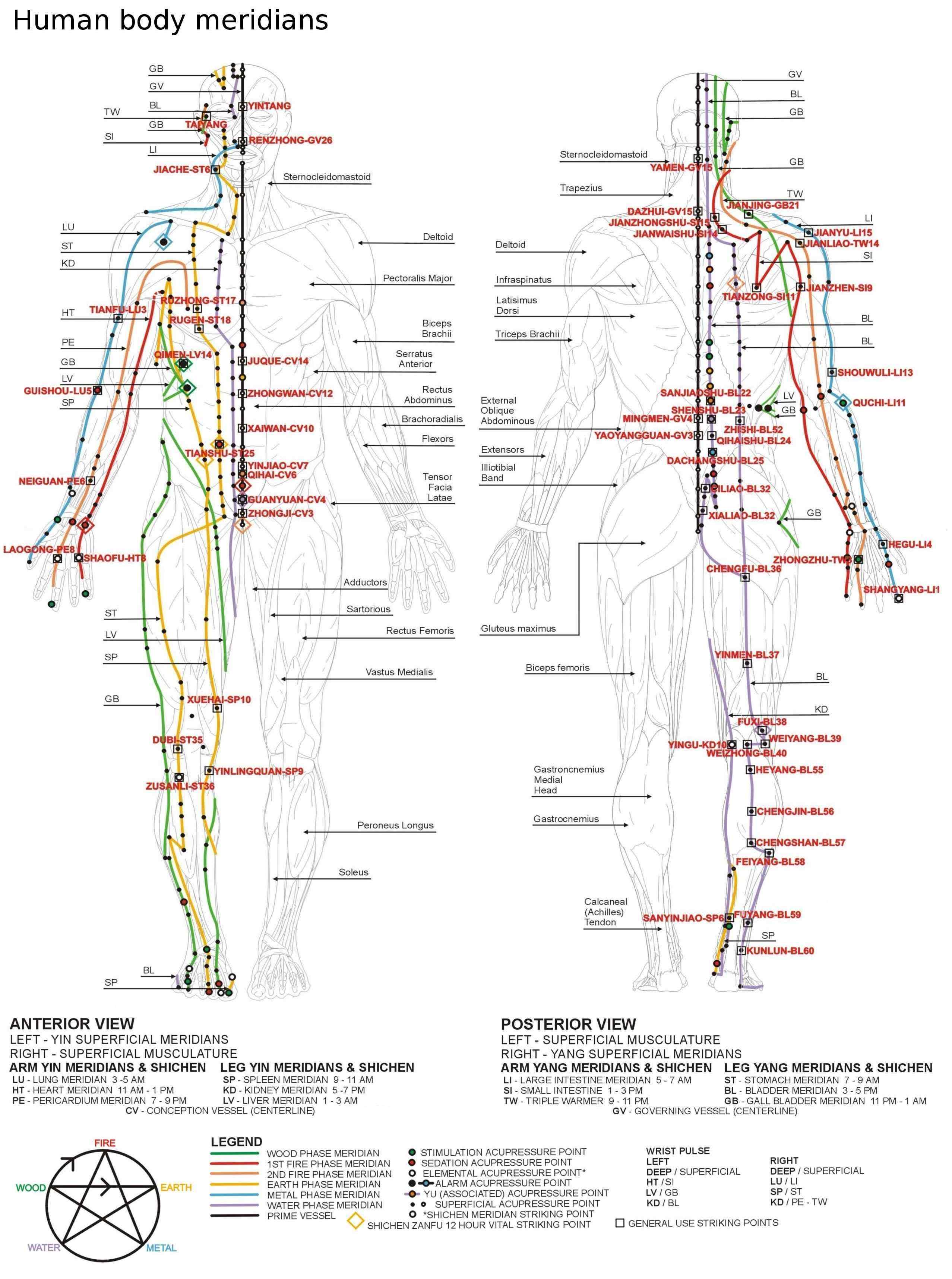 Acupuncture Tooth Chart