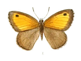 <i>Hyponephele pulchella</i> Species of butterfly