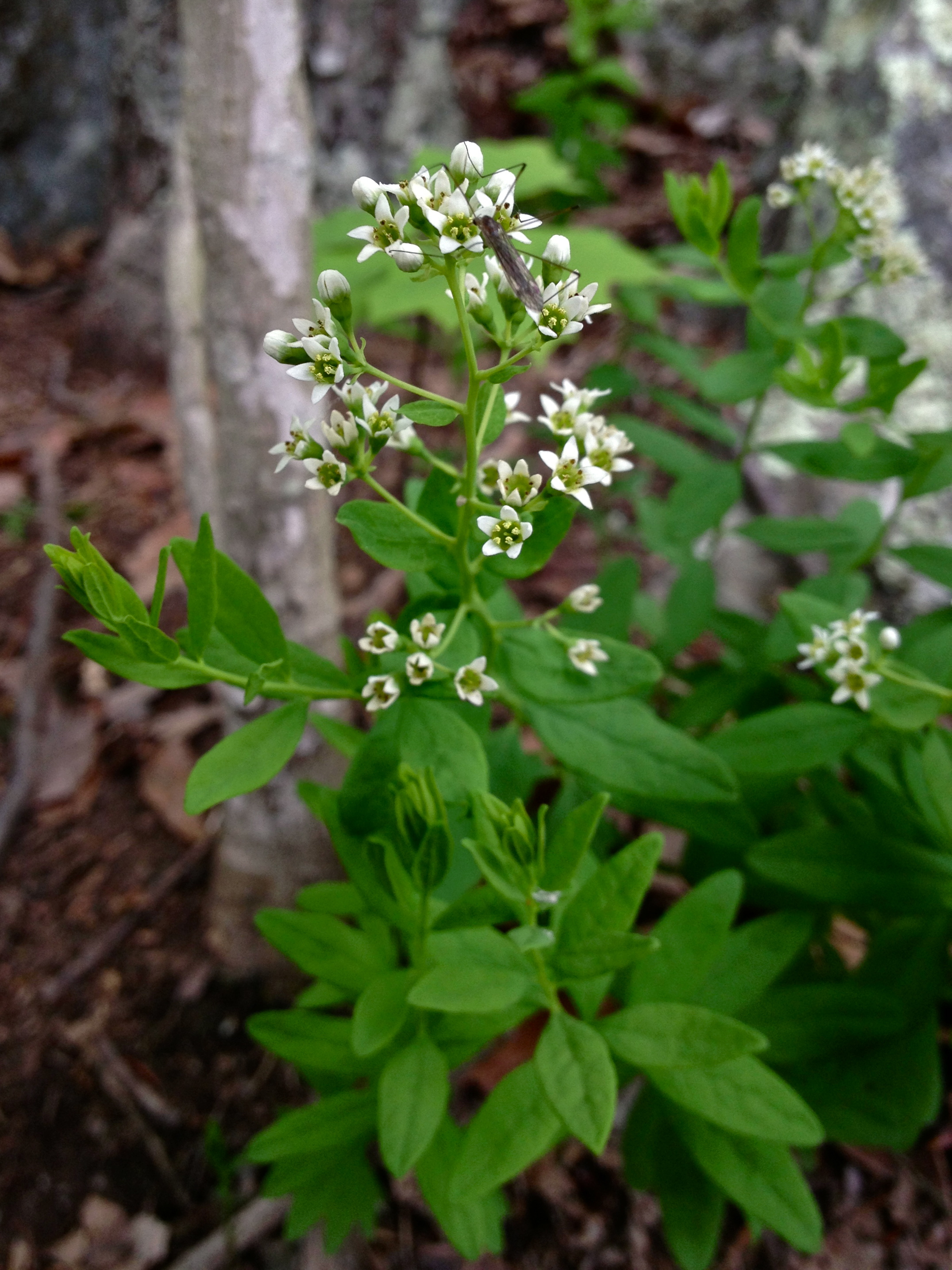 File Comandra Umbellata Bastard Toadflax 2 Jpg Wikimedia Commons