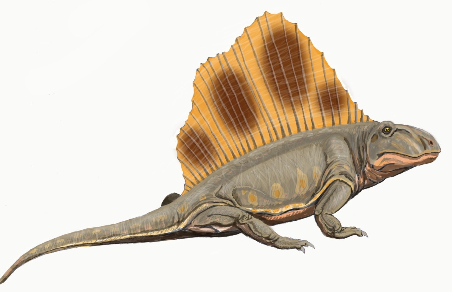 Dimetrodon loomisi.jpg