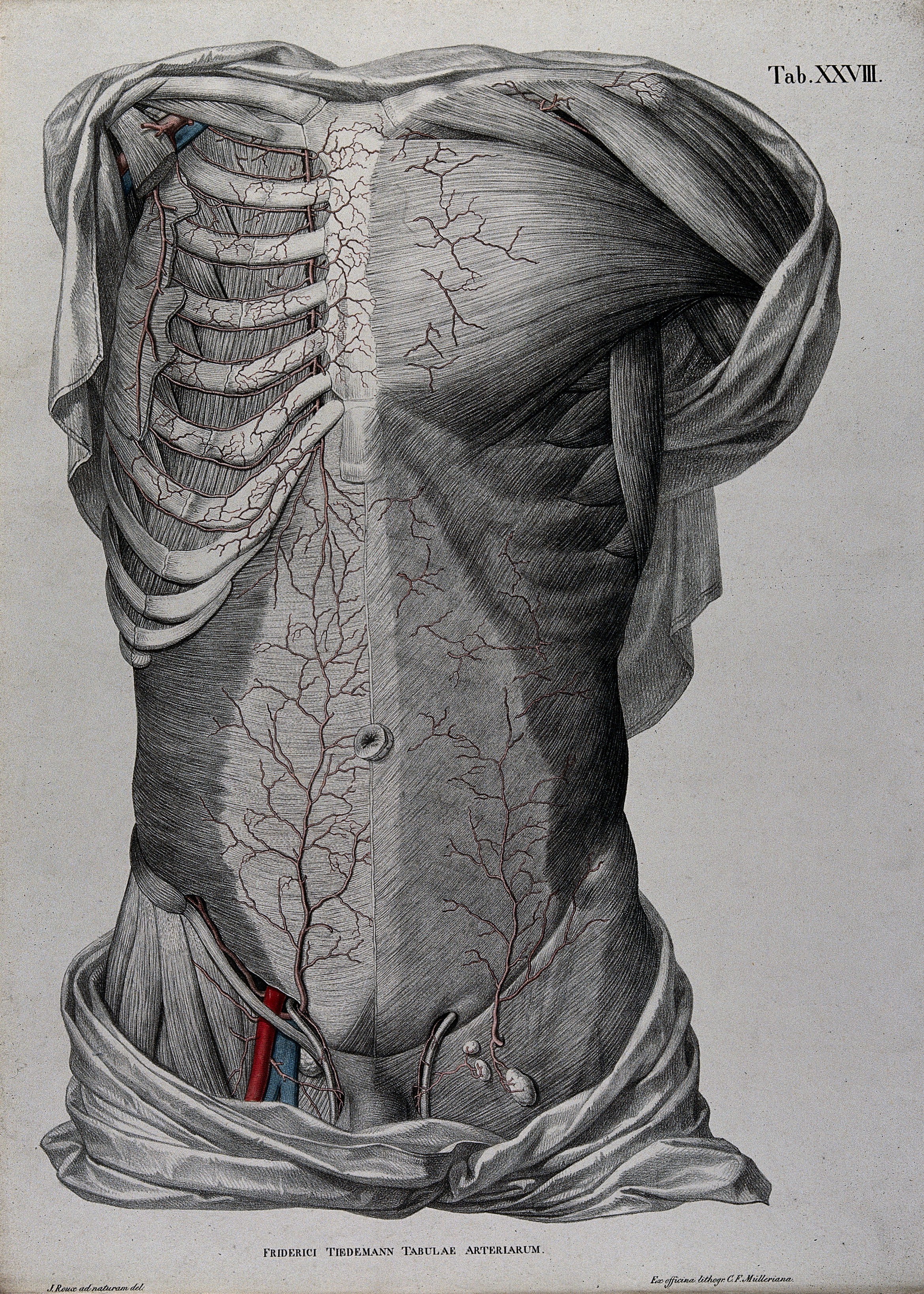 File Dissection Of The Male Torso Showing Muscles Wellcome V0047802 Jpg Wikimedia Commons