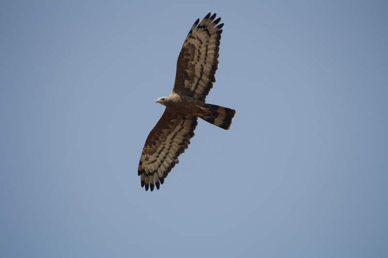 File:Distinctive underpart of Honey Buzzard.jpg